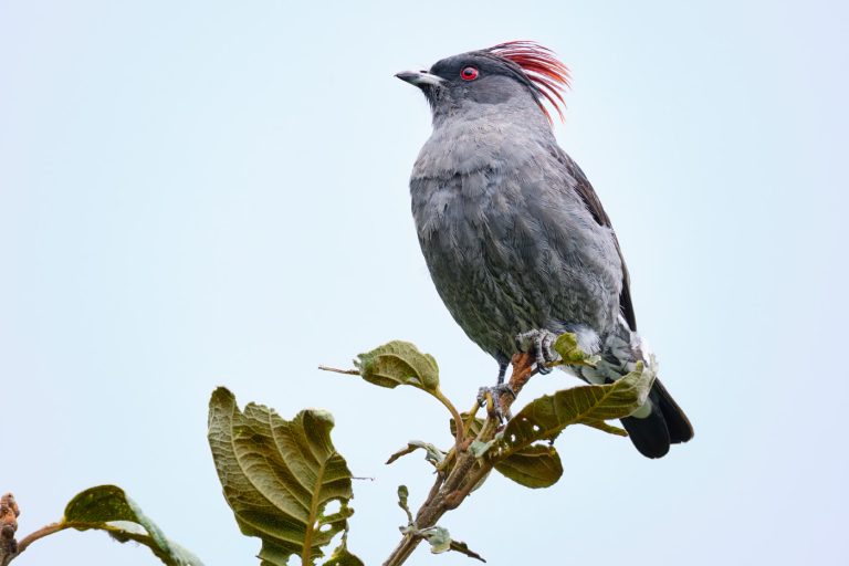 Ampelion rubrocristatus