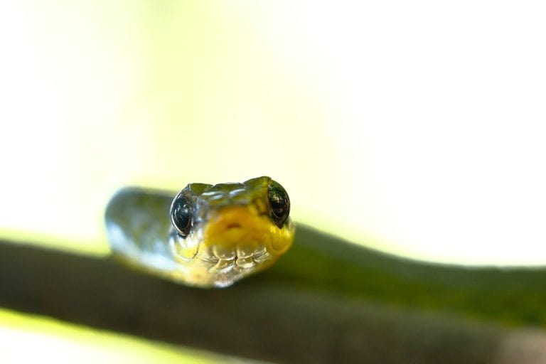 Chironius bicarinatus