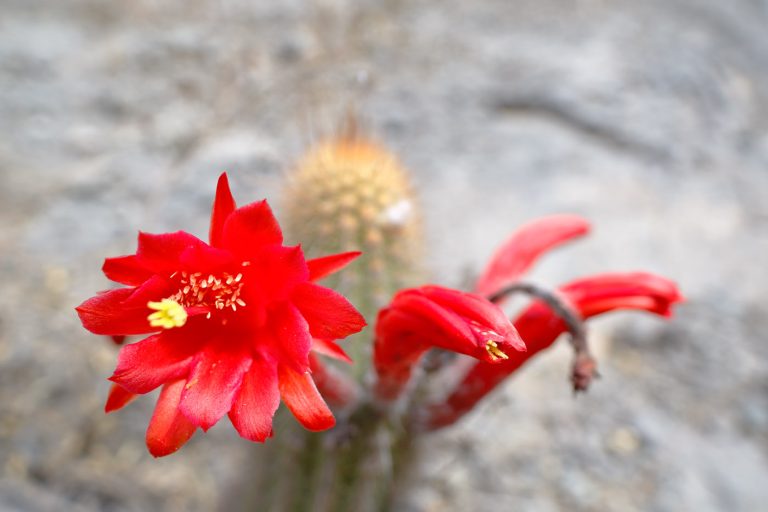 Cleistocactus acanthurus