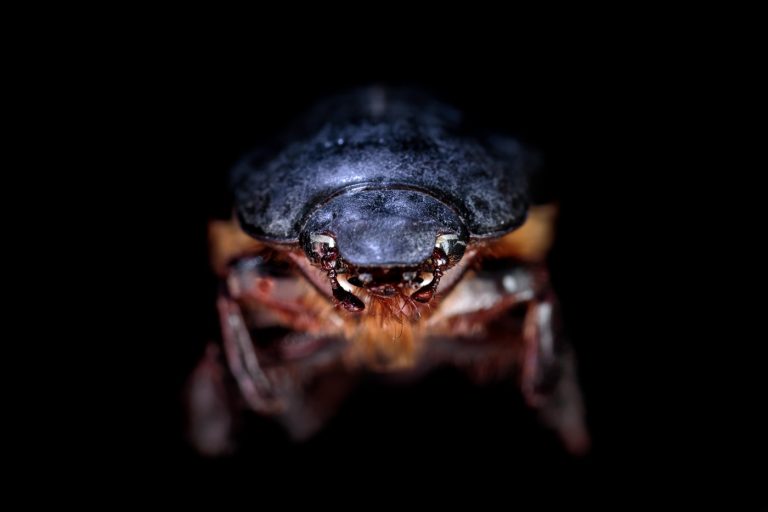 Coleoptera