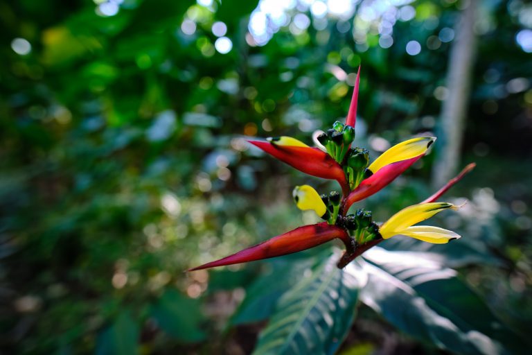 Heliconia subulata