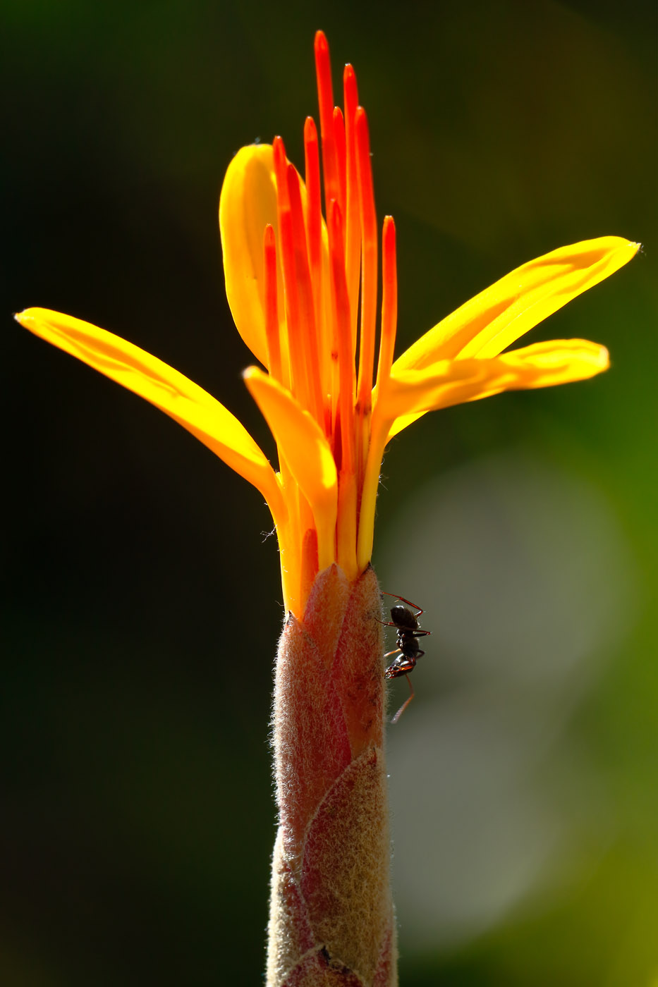 Mutisia acuminata