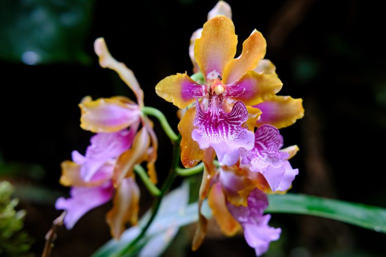 Oncidium Sp