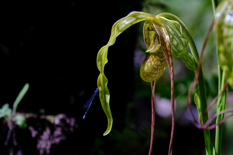 Phragmipedium caudatum