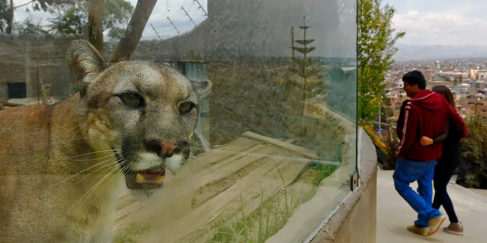 Puma concolor en zoologico
