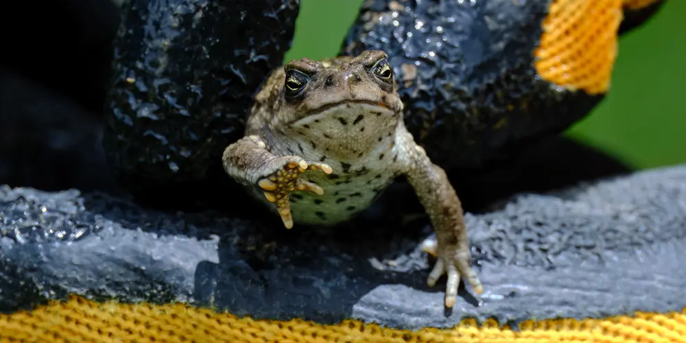 Rhinella spinulosa