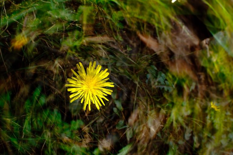 Taraxacum officinale