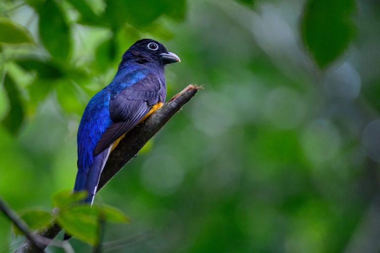 Trogon viridis