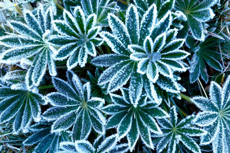 lupinus weberbaueri