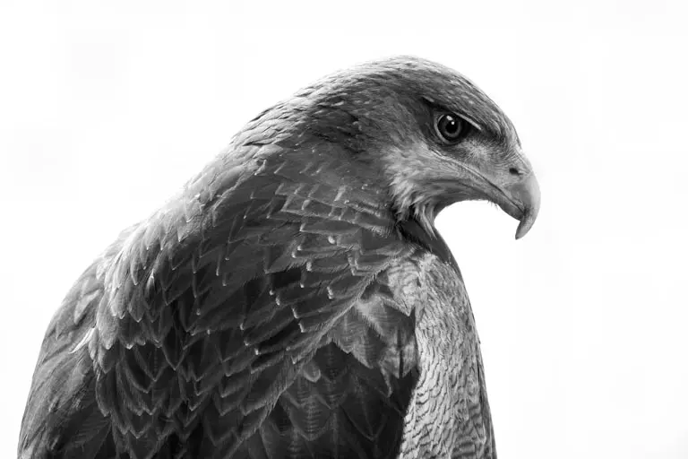Águila mora (Geranoaetus melanoleucus)