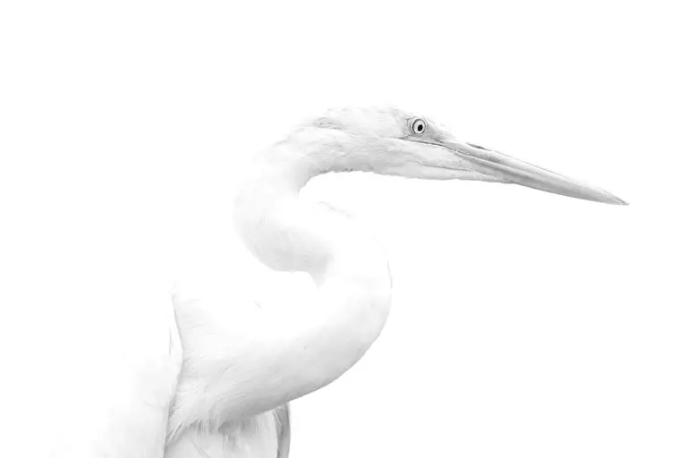 Garza blanca (Ardea alba)