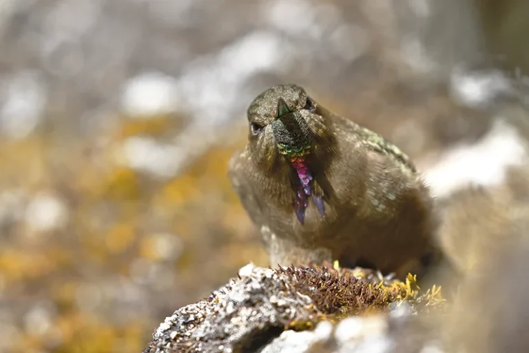 Colibrí oliváceo (Chalcostigma olivaceum)