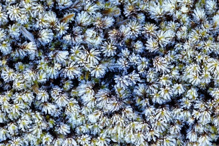Musgo andino (Sphagnum maguellanicum)