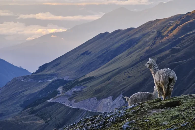 Vicugna pacos - Alpaca