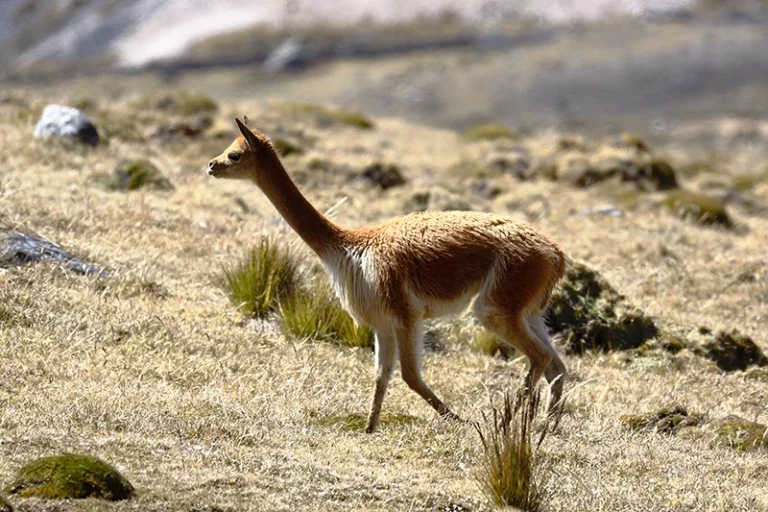 Vicuña (Vicugna vicugna)