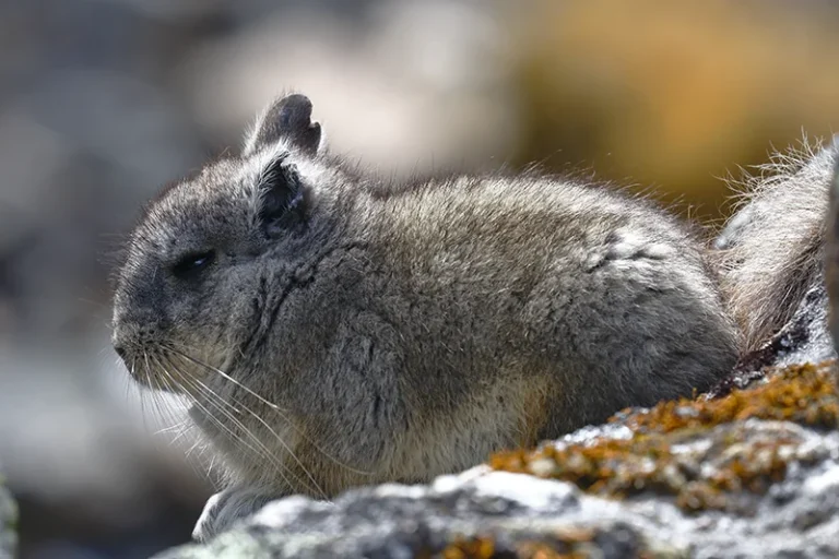 Vizcacha montañera del norte (Lagidium viscacia)