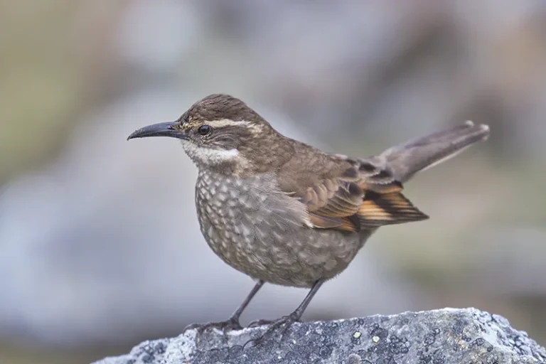Churrete real (Cinclodes aricomae)