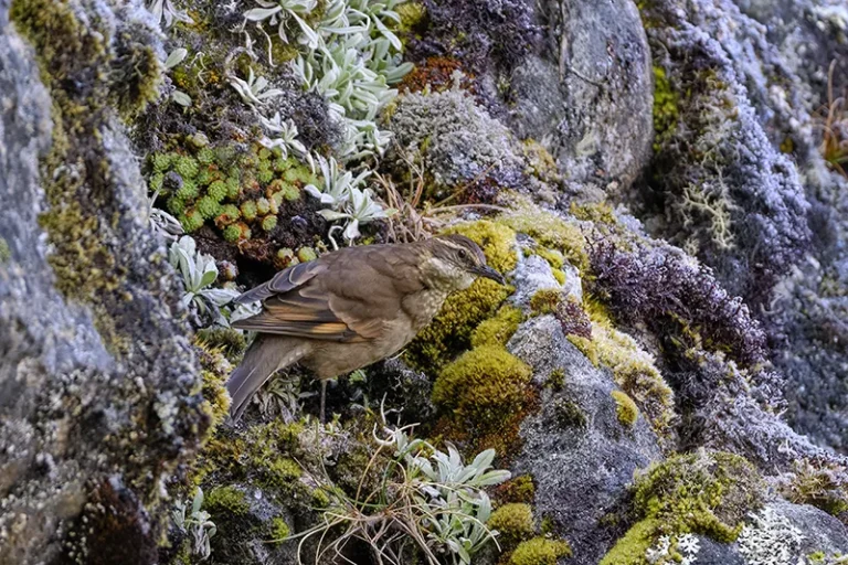 Cinclodes aricomae