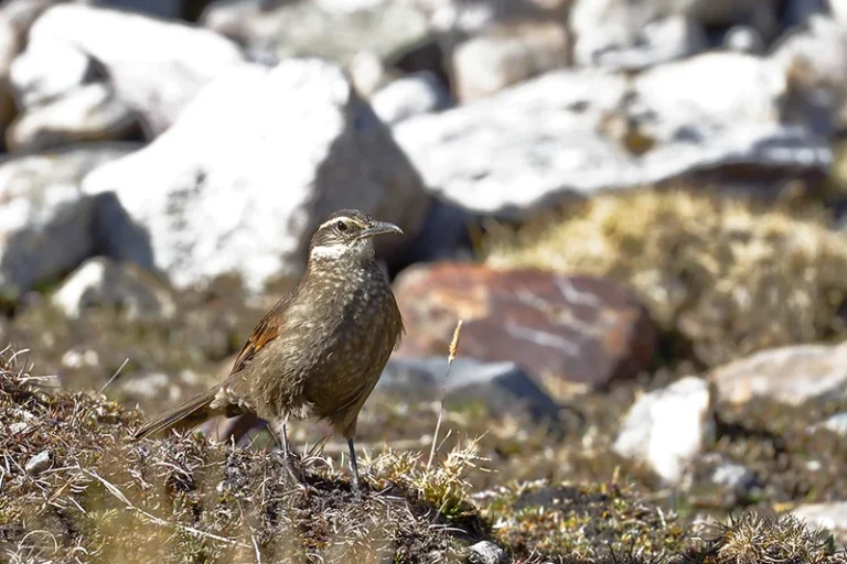 Remolinera real (Cinclodes aricomae)